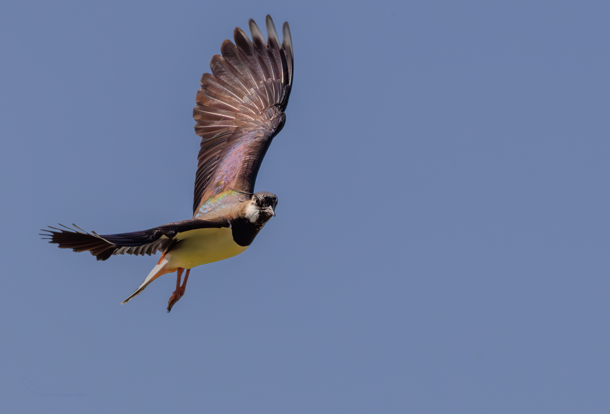 Vanellus vanellus